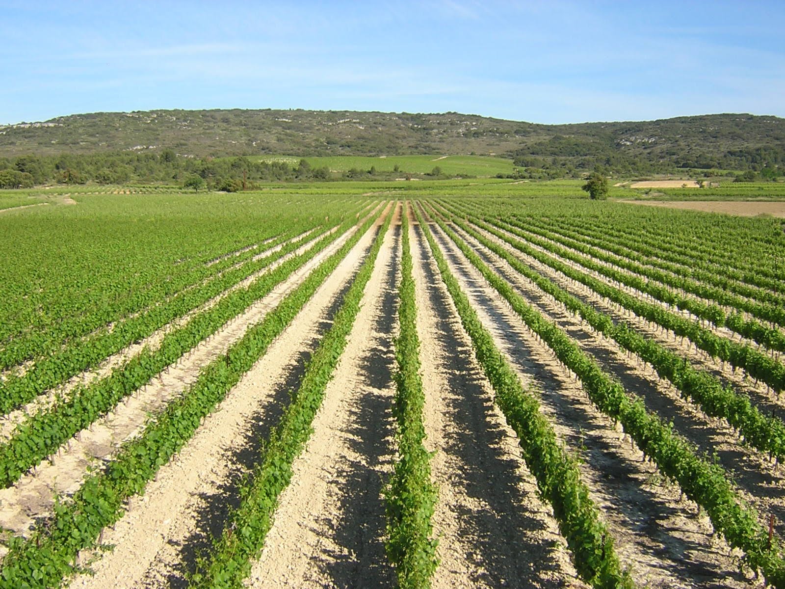 Photo des vignes surplombé par la colline de la Pene